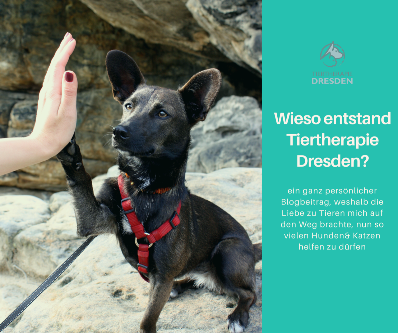 Tiertherapie Dresden - mobile Hundephysiotherapie  Tierheilpraxis.png